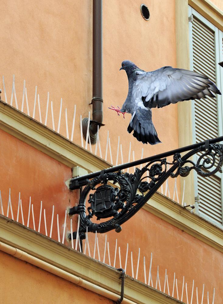 Spikes 300 cm inkl. Silikonkleber Swissinno Solution