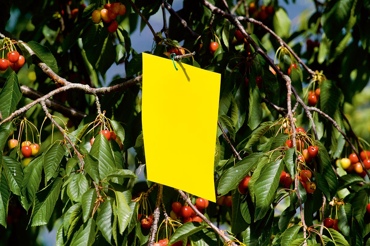 Stocker Insect Gelbtafel L