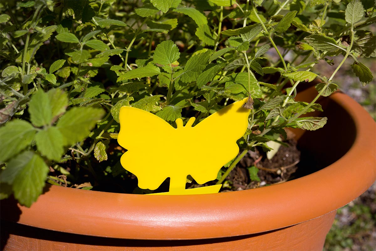 Stocker Insect Gelbsticker Dekor