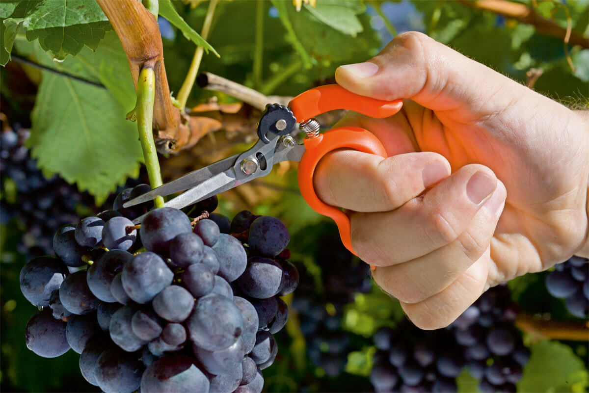 Stocker Ringschere Weinlese inox 20