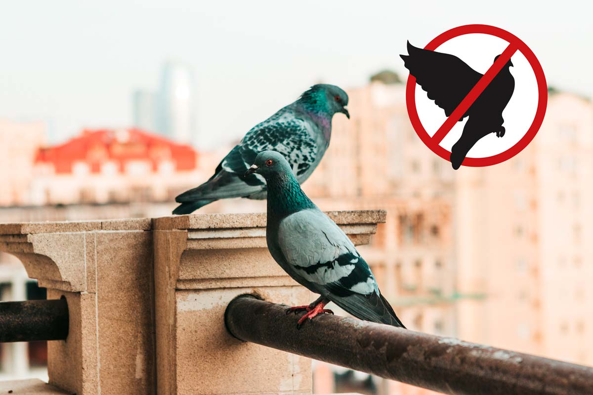 Geyser Nebulisator Mini 2 L für tauben