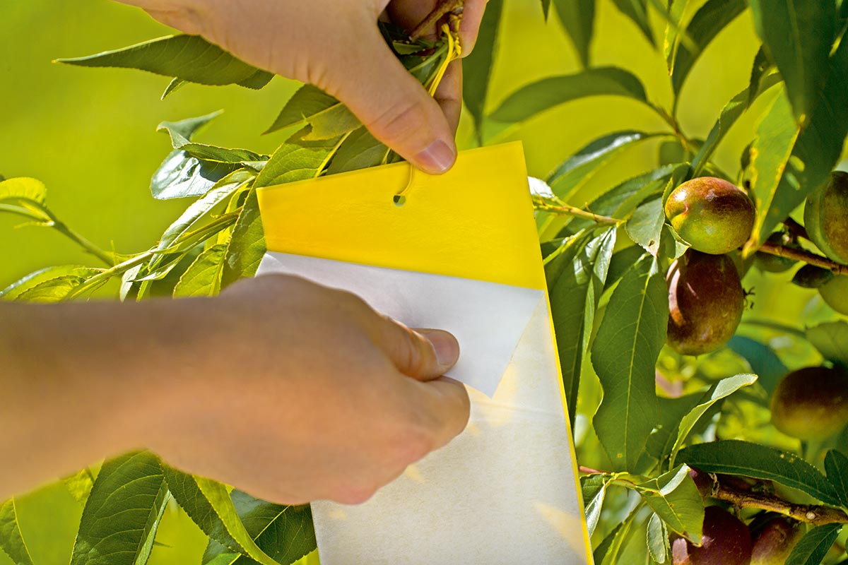 Stocker Insect Gelbtafel L