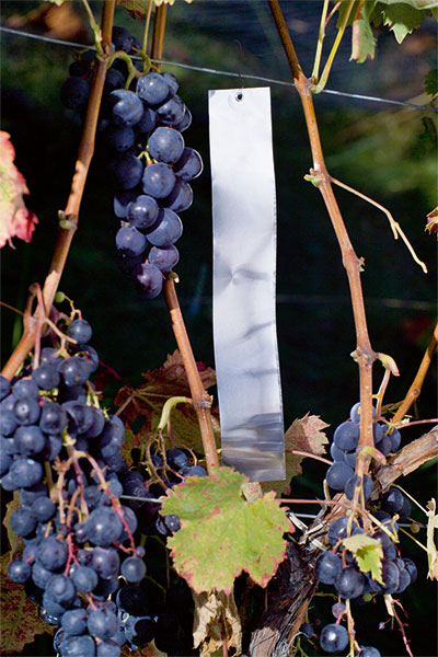 Stocker Vogelschreck-Band