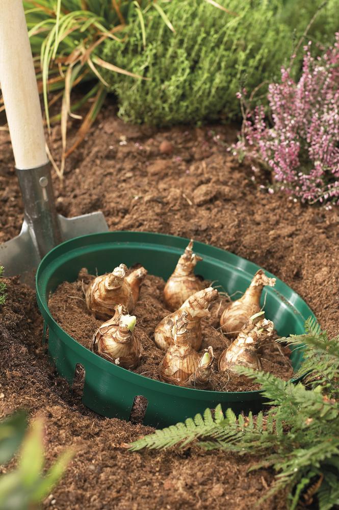 Blumenzwiebel- Pflanzenschale 3er Set rund Floraworld