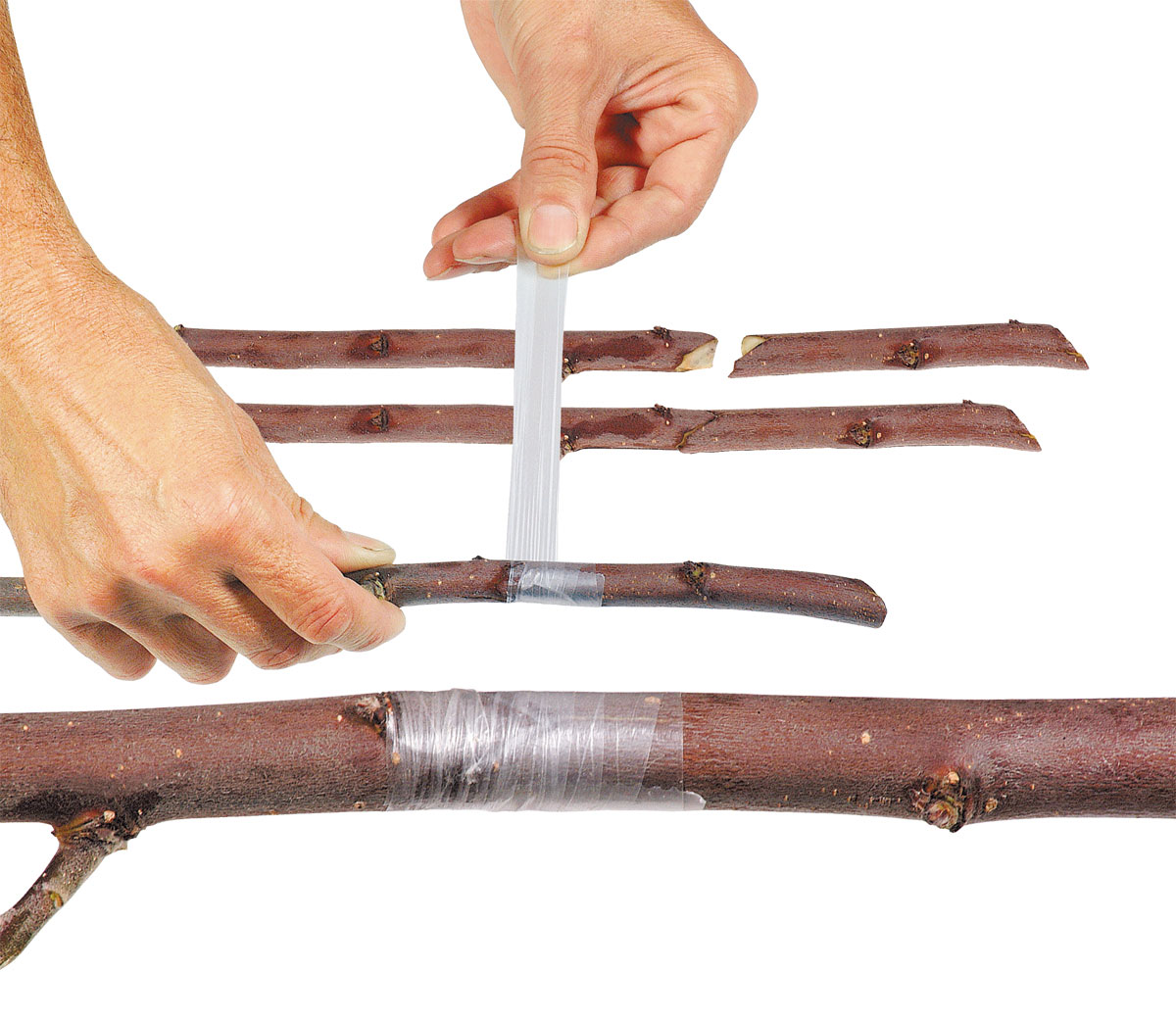 Buddy Tape nicht perforiert