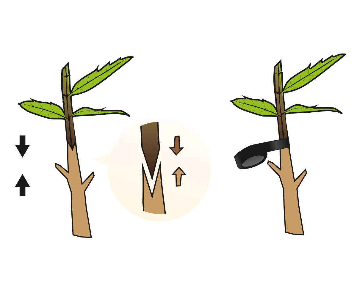 Stocker Veredelungszange Top