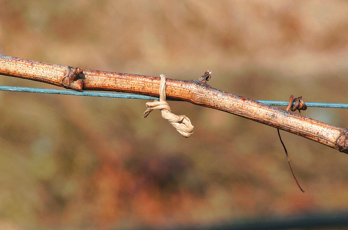 Stocker Padrafix Bindegarn flach 15 cm